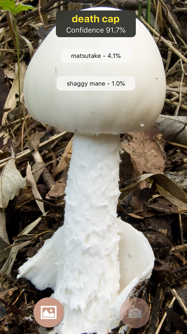 What's this mushroom? app screenshot